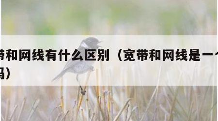 宽带和网线有什么区别（宽带和网线是一个东西吗）