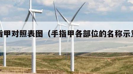 手指甲对照表图（手指甲各部位的名称示意图）