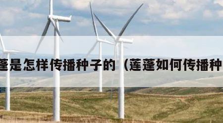 莲蓬是怎样传播种子的（莲蓬如何传播种子）