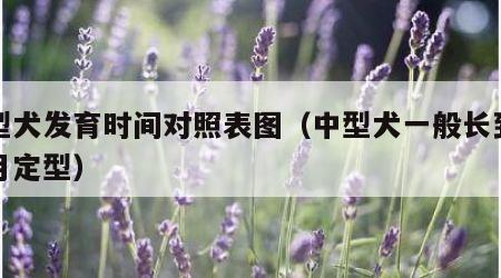 中型犬发育时间对照表图（中型犬一般长到几个月定型）