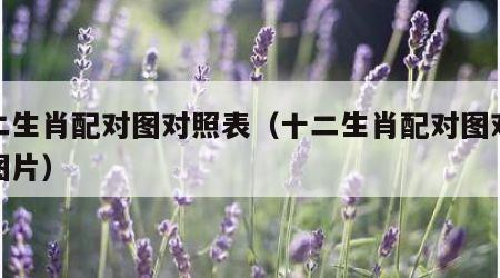 十二生肖配对图对照表（十二生肖配对图对照表图片）