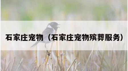 石家庄宠物（石家庄宠物殡葬服务）