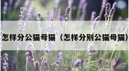 怎样分公猫母猫（怎样分别公猫母猫）
