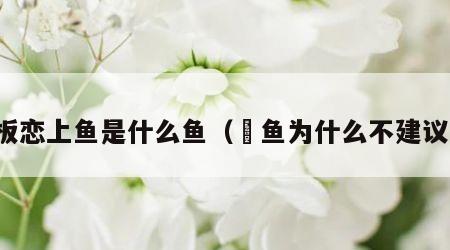 老板恋上鱼是什么鱼（鮰鱼为什么不建议吃）