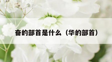 奋的部首是什么（华的部首）