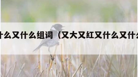 又什么又什么组词（又大又红又什么又什么组词）