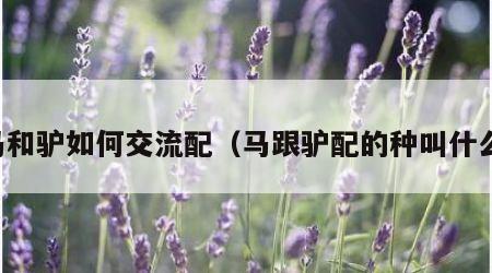 马和驴如何交流配（马跟驴配的种叫什么）