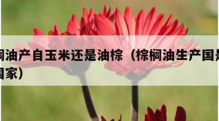 棕榈油产自玉米还是油棕（棕榈油生产国是哪个国家）