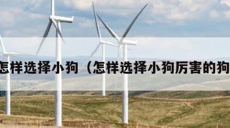 怎样选择小狗（怎样选择小狗厉害的狗）