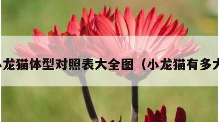 小龙猫体型对照表大全图（小龙猫有多大）