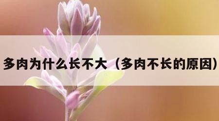 多肉为什么长不大（多肉不长的原因）