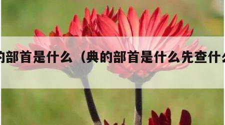 典的部首是什么（典的部首是什么先查什么部首）