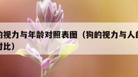 狗的视力与年龄对照表图（狗的视力与人的视力对比）