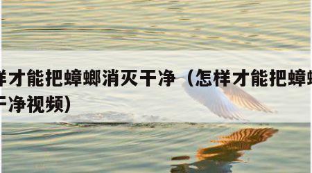 怎样才能把蟑螂消灭干净（怎样才能把蟑螂消灭干净视频）