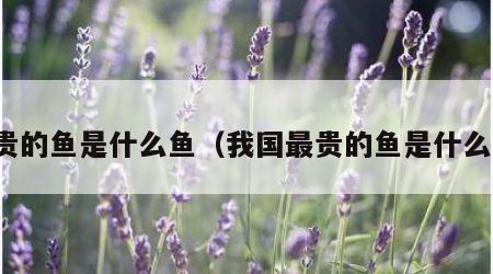最贵的鱼是什么鱼（我国最贵的鱼是什么鱼）