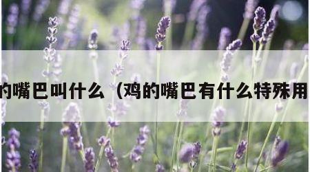 鸡的嘴巴叫什么（鸡的嘴巴有什么特殊用途）