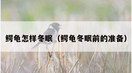 鳄龟怎样冬眠（鳄龟冬眠前的准备）