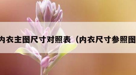 内衣主图尺寸对照表（内衣尺寸参照图）