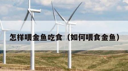 怎样喂金鱼吃食（如何喂食金鱼）