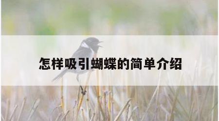 怎样吸引蝴蝶的简单介绍