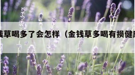 金钱草喝多了会怎样（金钱草多喝有损健康吗）