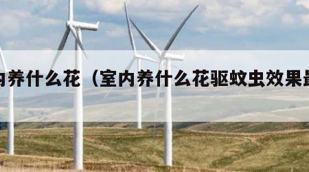 室内养什么花（室内养什么花驱蚊虫效果最好）