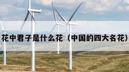 花中君子是什么花（中国的四大名花）