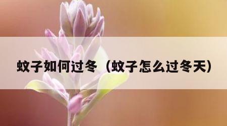 蚊子如何过冬（蚊子怎么过冬天）