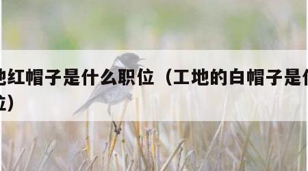 工地红帽子是什么职位（工地的白帽子是什么职位）