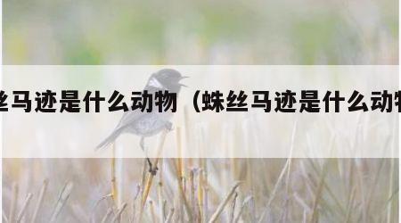 蛛丝马迹是什么动物（蛛丝马迹是什么动物生肖）