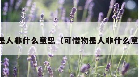 物是人非什么意思（可惜物是人非什么意思）