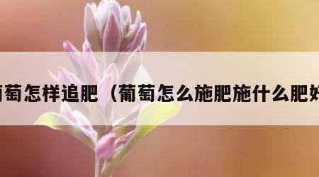 葡萄怎样追肥（葡萄怎么施肥施什么肥好）