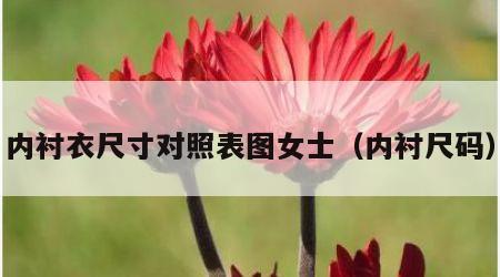 内衬衣尺寸对照表图女士（内衬尺码）