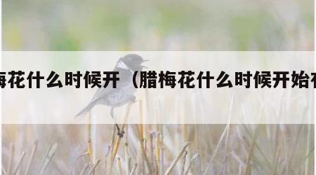 腊梅花什么时候开（腊梅花什么时候开始有花苞）