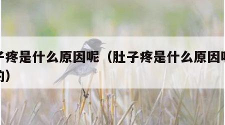 肚子疼是什么原因呢（肚子疼是什么原因呢造成的）