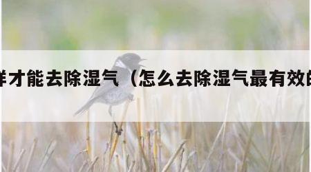 怎样才能去除湿气（怎么去除湿气最有效的方法）