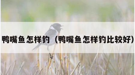 鸭嘴鱼怎样钓（鸭嘴鱼怎样钓比较好）