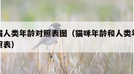 小猫人类年龄对照表图（猫咪年龄和人类年龄对照表）