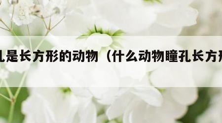 瞳孔是长方形的动物（什么动物瞳孔长方形的）