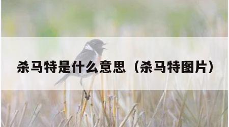 杀马特是什么意思（杀马特图片）