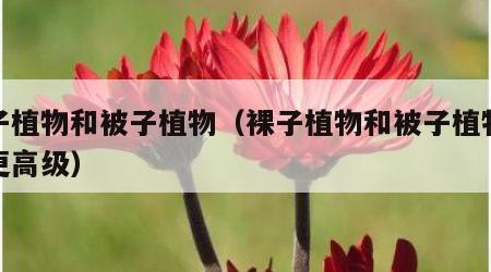 裸子植物和被子植物（裸子植物和被子植物哪个更高级）