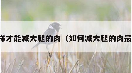 怎样才能减大腿的肉（如何减大腿的肉最快）