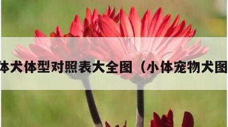 小体犬体型对照表大全图（小体宠物犬图片）