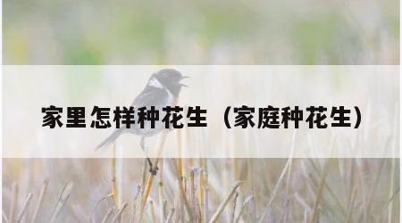 家里怎样种花生（家庭种花生）