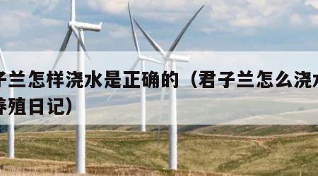 君子兰怎样浇水是正确的（君子兰怎么浇水视频养殖日记）