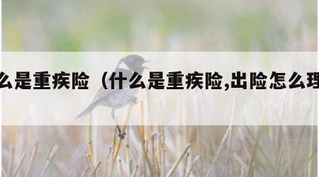 什么是重疾险（什么是重疾险,出险怎么理赔）