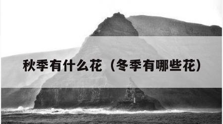 秋季有什么花（冬季有哪些花）