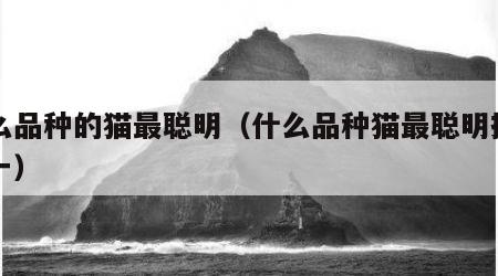 什么品种的猫最聪明（什么品种猫最聪明排名第一）