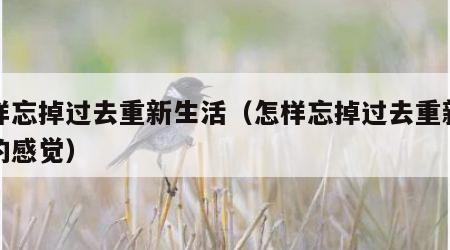 怎样忘掉过去重新生活（怎样忘掉过去重新生活的感觉）