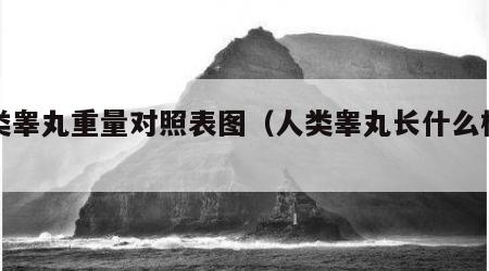 人类睾丸重量对照表图（人类睾丸长什么样子）